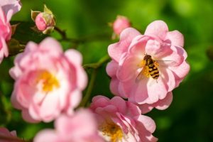 biodiversite-abeille-fleur