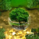 environnement nature arbre bulle