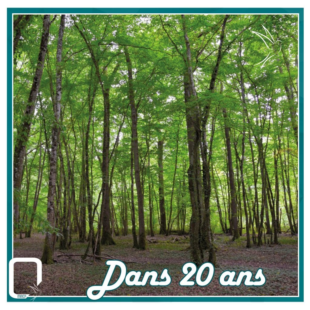 minco plantation forêt chênes 20 ans