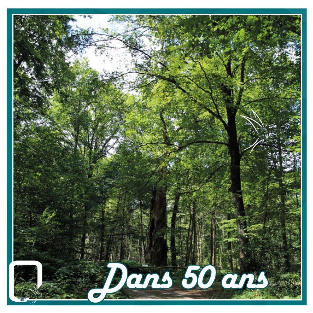 minco plantation forêt chênes 50 ans