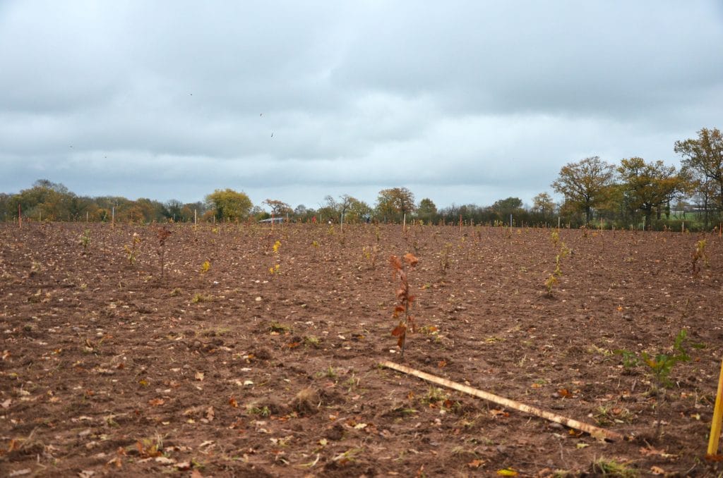 minco plantation forêt arbres