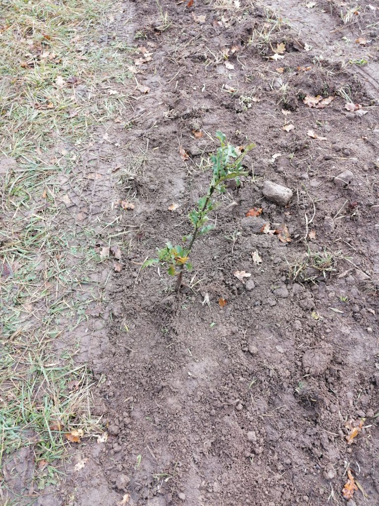 minco plantation forêt arbre chêne