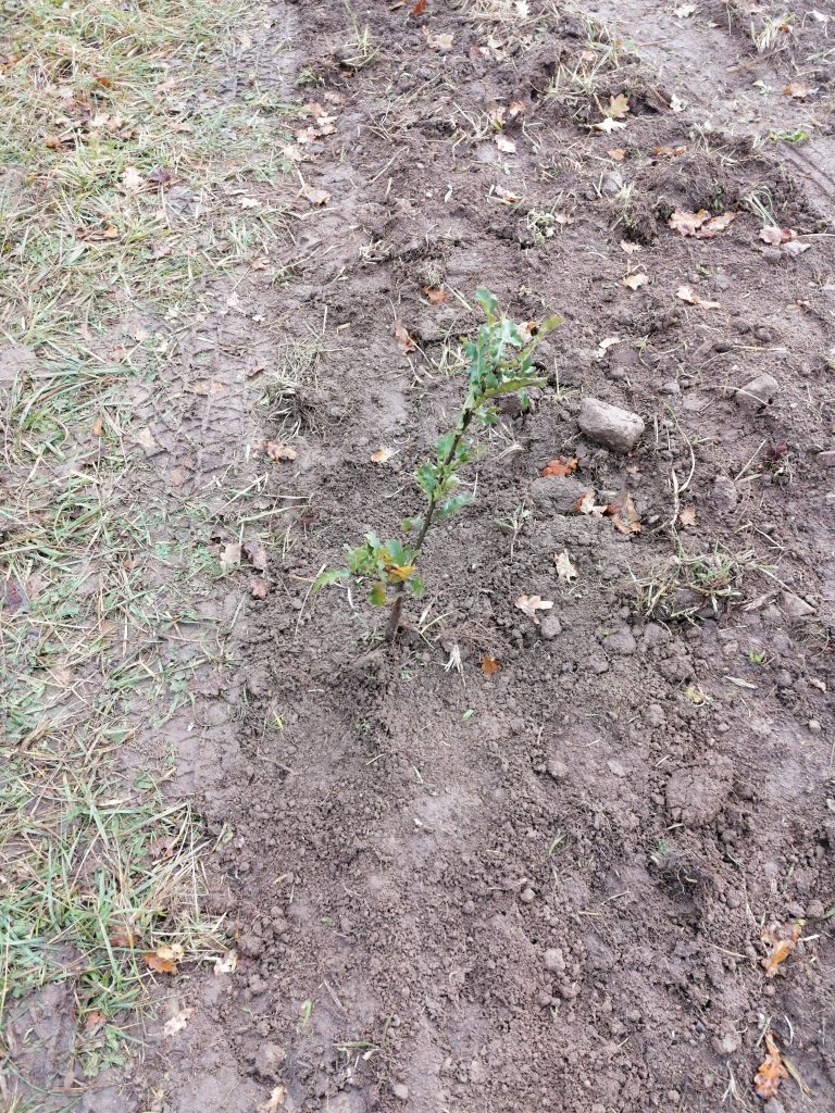 minco plantation forêt arbre chêne