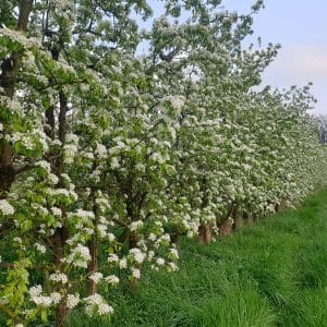 jardins-fruitiers-poiriers-fleurs