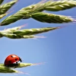 branche épi coccinelle 