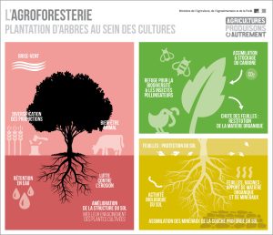 avantage-agroforesterie