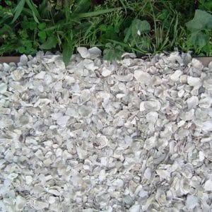 paillis-coquilles-huitres-deco-jardin
