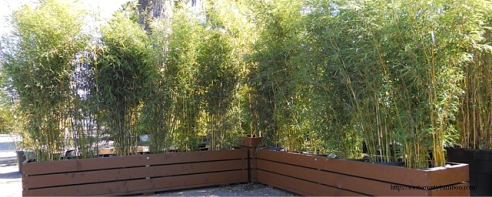 bambou-deco-maison