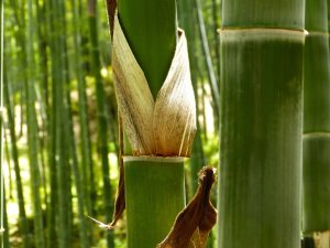 plante-bambou-minco-matériau