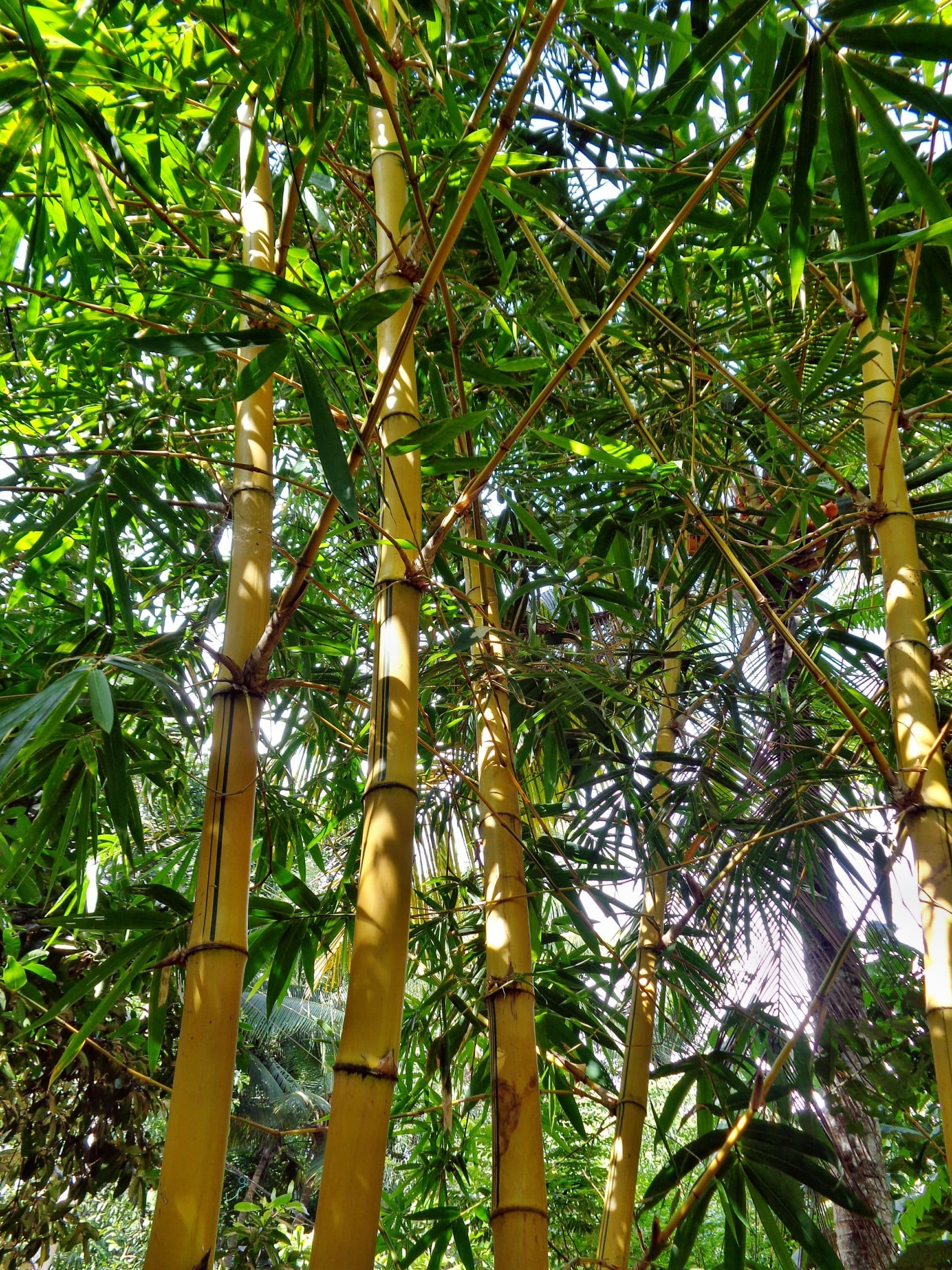 MINCO Bambou  Un matériau végétal et biosourcé