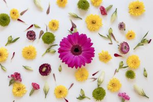 floriographie langage des fleurs