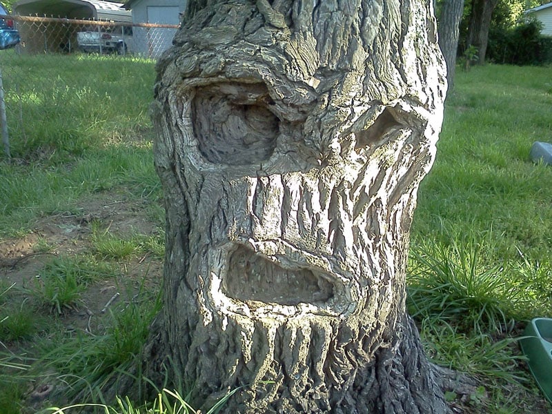 Paréidolie trois visages, dans une écorce d'arbre