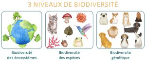 biodiversite-definition-3niveaux