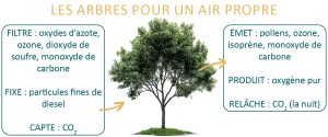 biodiversite-role-air-filtre-arbre