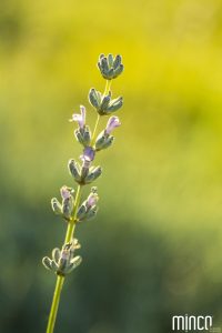 biodiversite-role-bien-etre