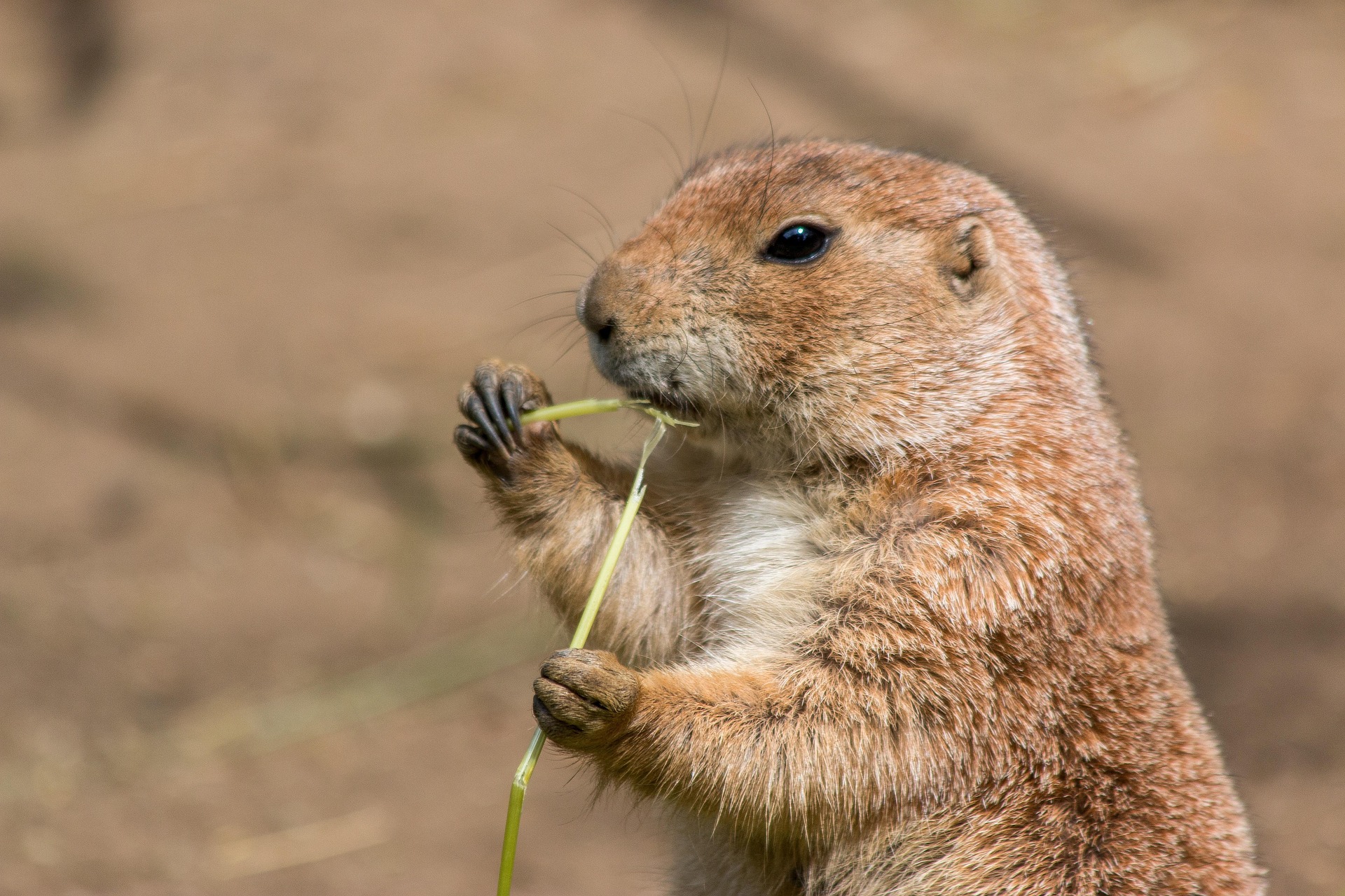 biodiversité animal