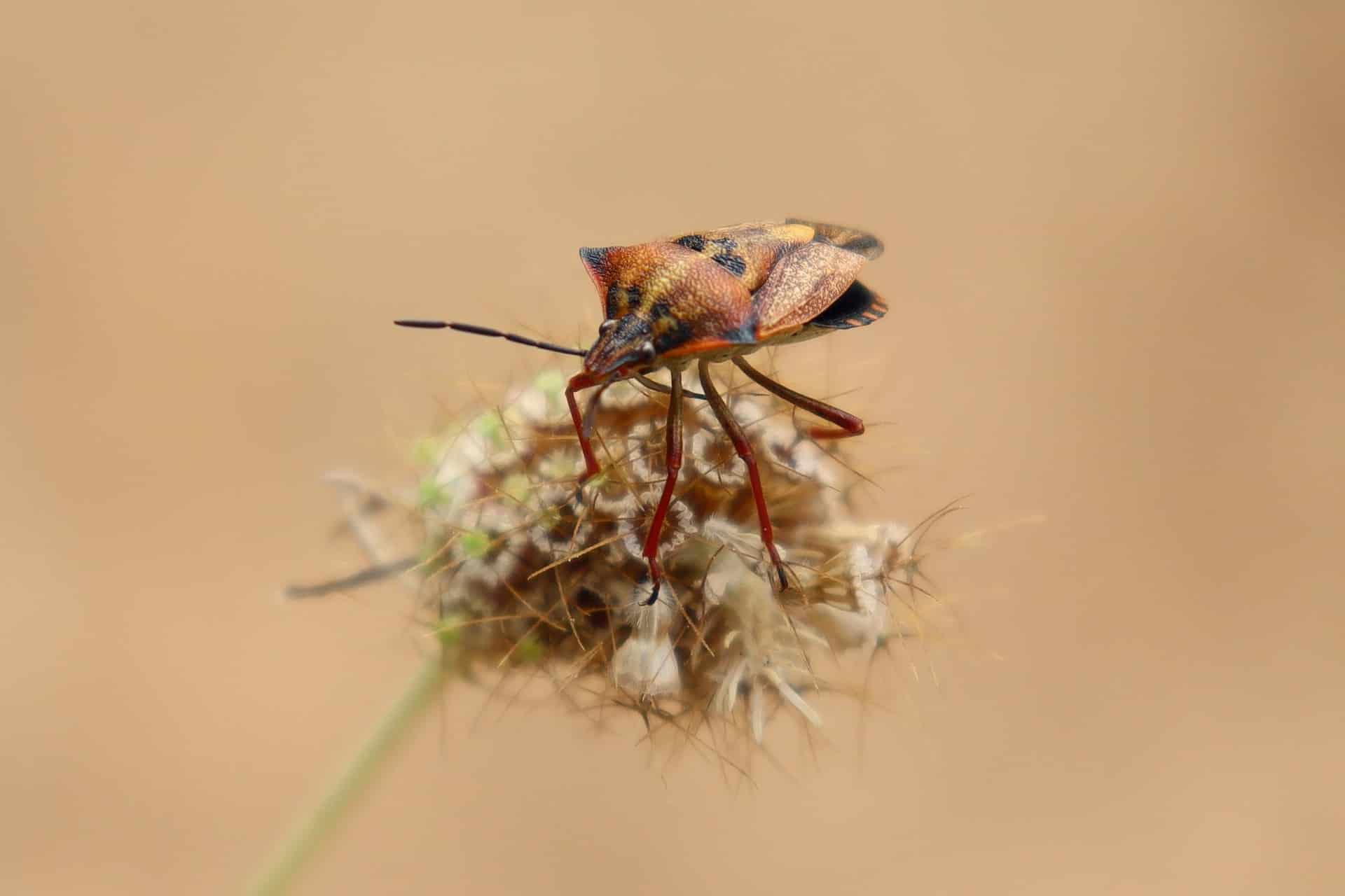 biodiversité insecte